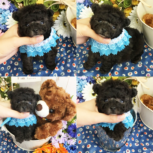 五つ星子犬館
