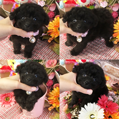 五つ星子犬館