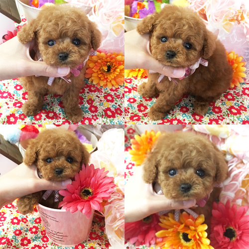 五つ星子犬館