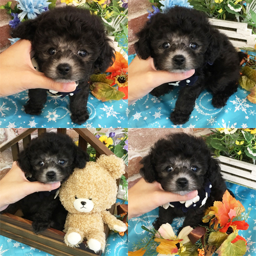 五つ星子犬館