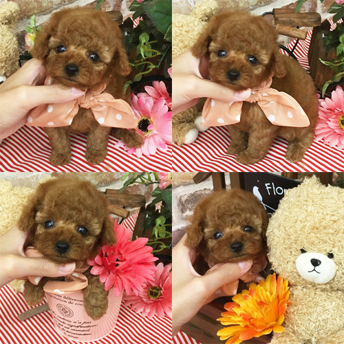 五つ星子犬館