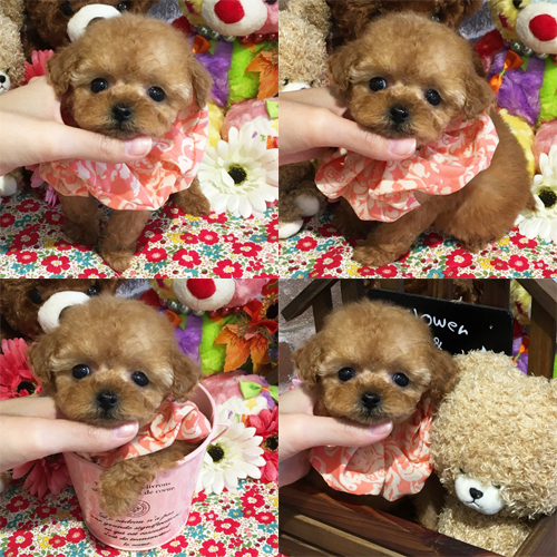 五つ星子犬館
