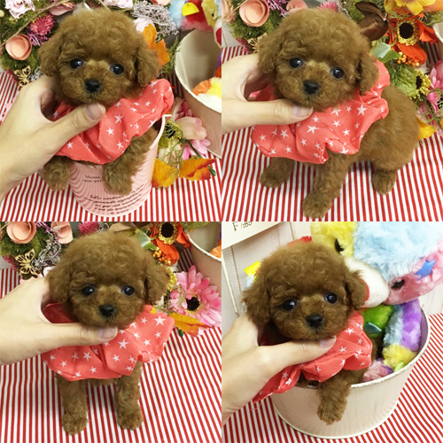 五つ星子犬館