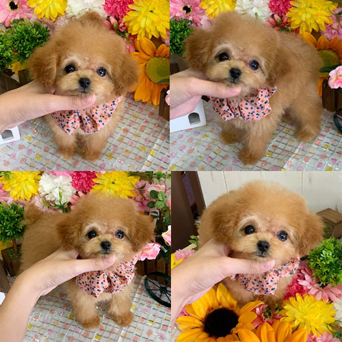 五つ星子犬館