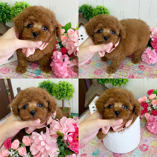 五つ星子犬館
