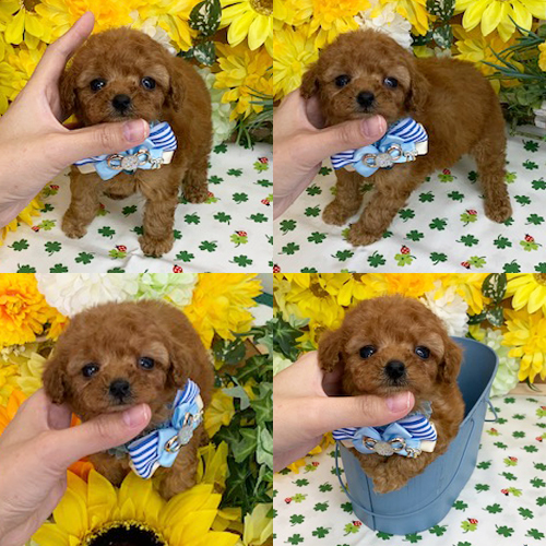 五つ星子犬館