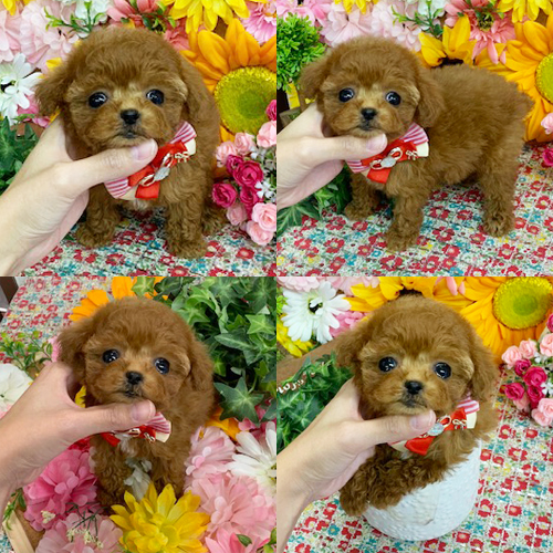 五つ星子犬館