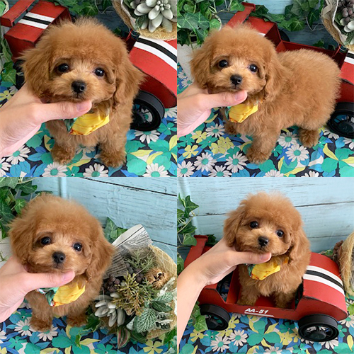 五つ星子犬館