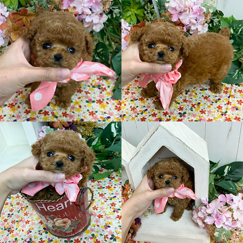 五つ星子犬館