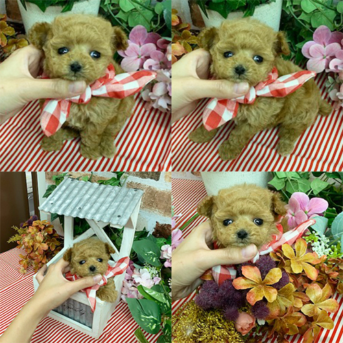 五つ星子犬館