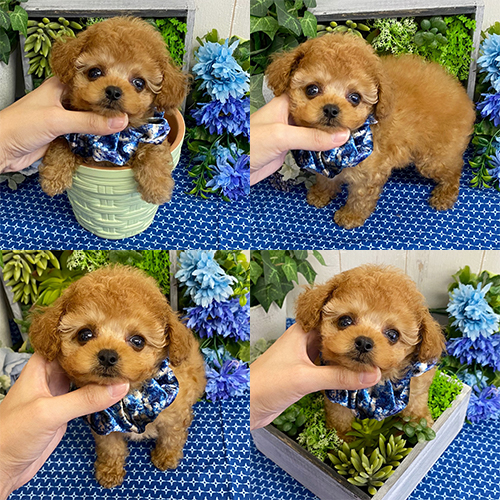 五つ星子犬館