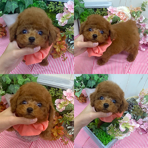 五つ星子犬館