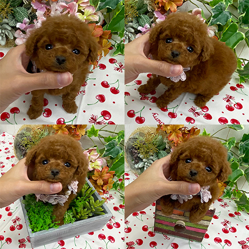 五つ星子犬館