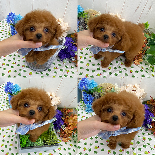 五つ星子犬館