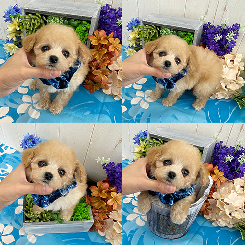 五つ星子犬館