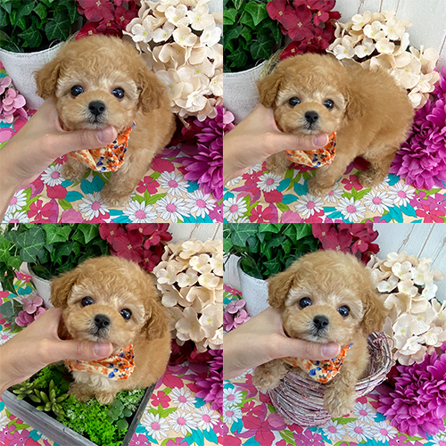 五つ星子犬館