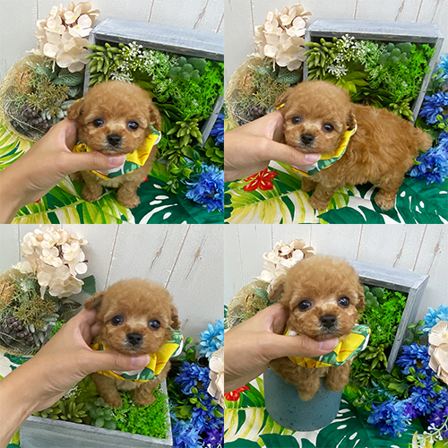 五つ星子犬館