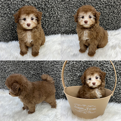 子犬情報|ブリーダー直販・トイプードル子犬販売【ぱぴぷぺっと