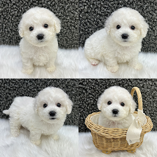 子犬情報|ブリーダー直販・トイプードル子犬販売【ぱぴぷぺっと東京店】