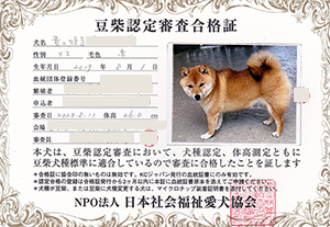 母親犬豆柴情報 ブリーダー直販 トイプードル子犬販売 ぱぴぷぺっと東京店