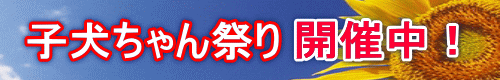 JÒI