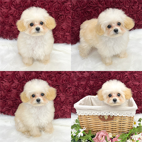 五つ星子犬館