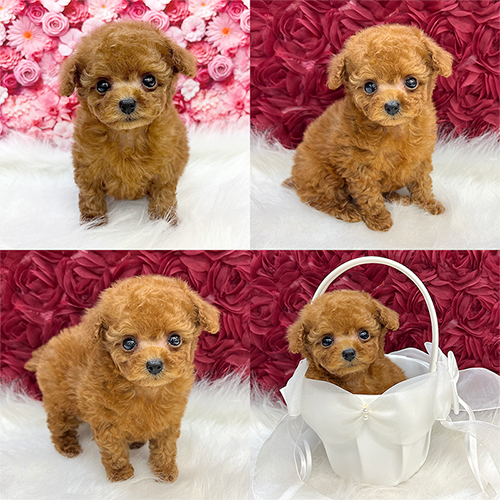 �܂��q����