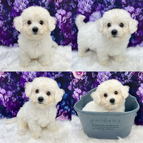 五つ星子犬館