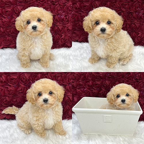 五つ星子犬館